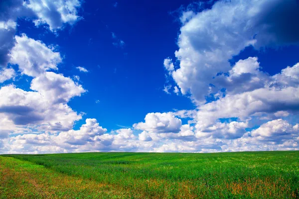 Field with blue sky — Stock Photo, Image