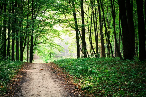 Camino en el bosque verde —  Fotos de Stock