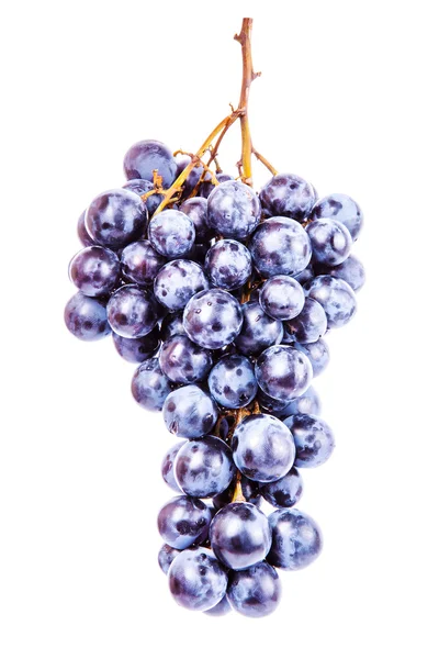 Blue Grape — Stock Photo, Image