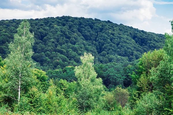 Yeşil ağaçların yaprakları — Stok fotoğraf