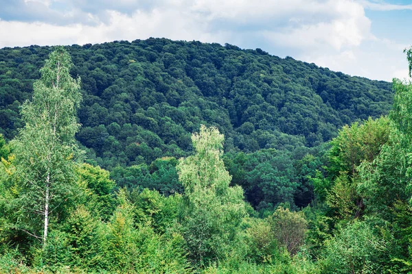 Laub grüner Bäume — Stockfoto