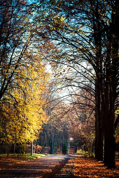 Hermoso otoño — Foto de Stock