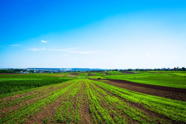 Veld met gras — Stockfoto