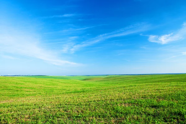 Schöne grüne Wiese — Stockfoto