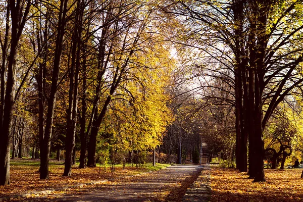 秋の公園 — ストック写真