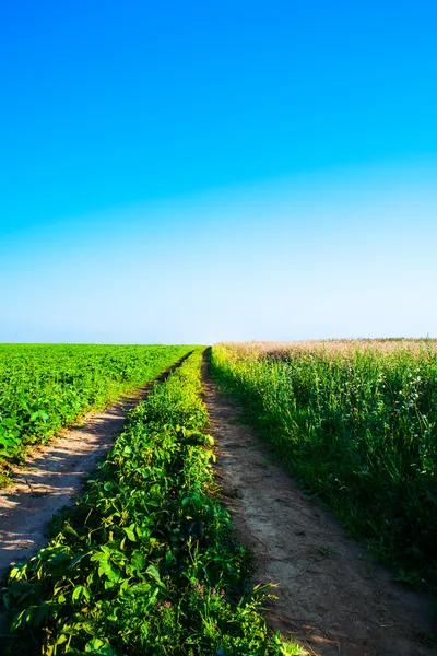 Pathway in field — Stock Photo, Image