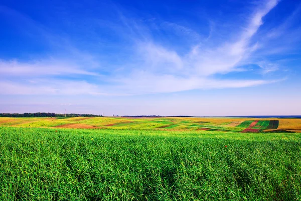 Morgenfeld — Stockfoto