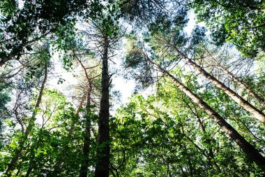 güneş ışığı ile orman