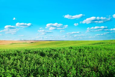 güzel yeşil çimen