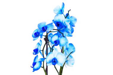 Mavi orkide