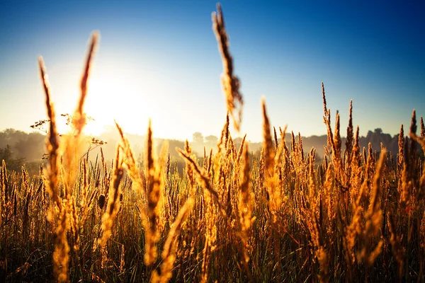 Campo di grano — Foto Stock