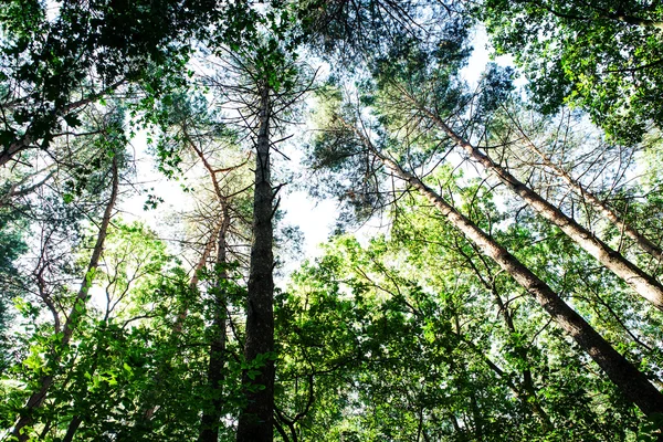 Floresta com luz solar — Fotografia de Stock