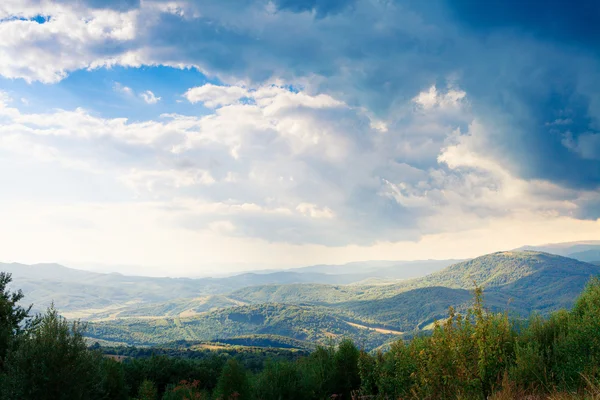 Yeşil ağaç orman — Stok fotoğraf