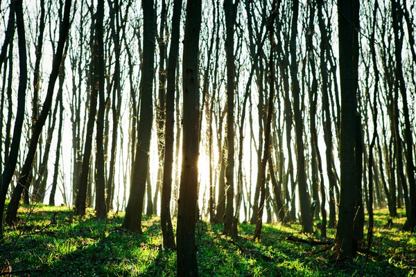 Prachtige groene woud — Stockfoto