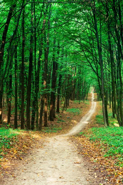 緑の森への道 — ストック写真