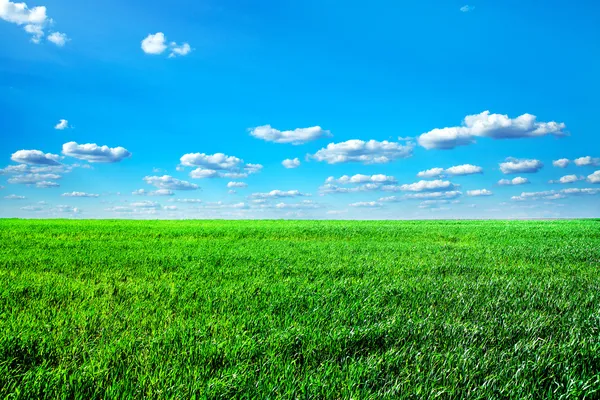 Campo verde — Foto de Stock