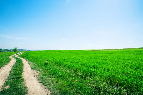 Caminho no campo de verão — Fotografia de Stock