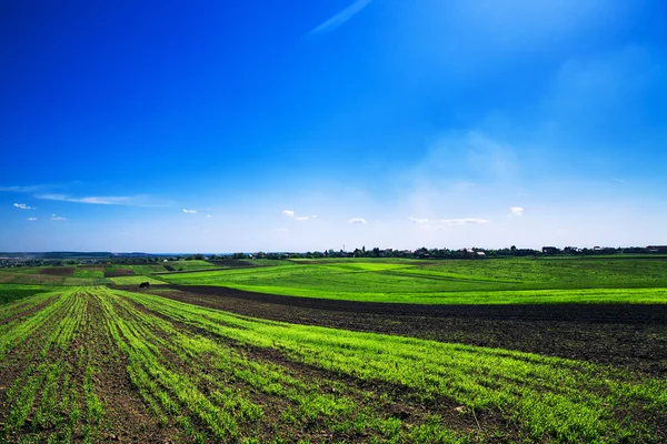 Campo verde con cielo — Foto Stock