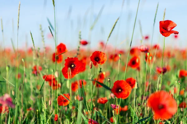 Poppy flowers — Stock Photo, Image