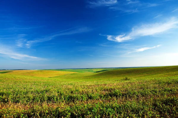 Hierba verde — Foto de Stock