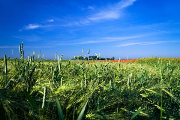 Green field over sky — Stock Photo, Image