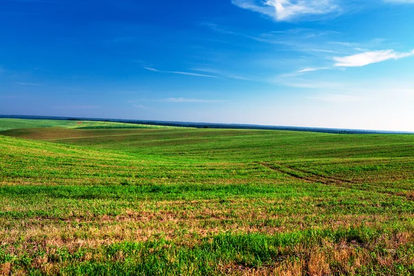 Green field over blue sky — Stock Photo, Image