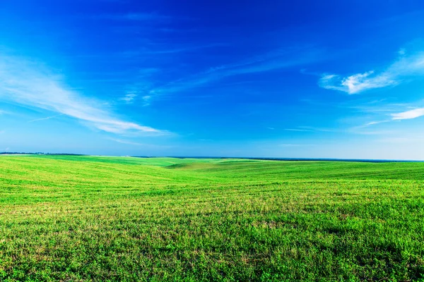 Green field over blue sky — Stock Photo, Image