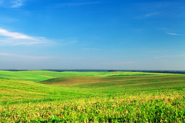 Hierba verde — Foto de Stock