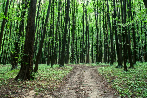 Árboles del bosque verde — Foto de Stock