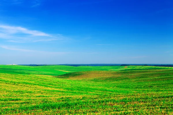 Grünes Gras — Stockfoto