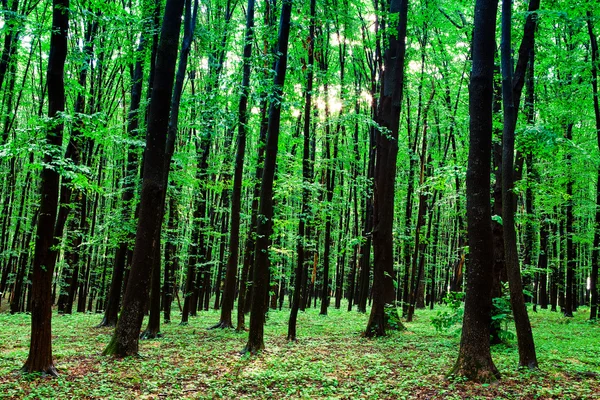 Bosque verde —  Fotos de Stock