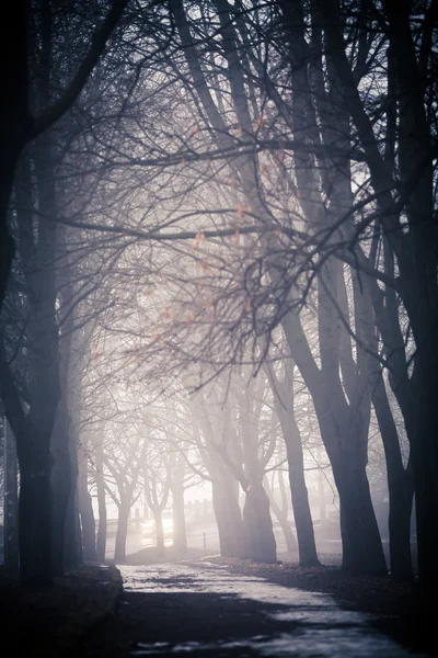 Le brouillard sur le chemin — Photo