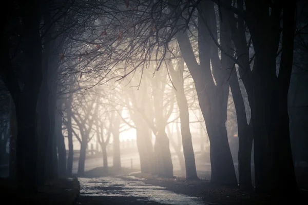 Nebel auf dem Weg — Stockfoto