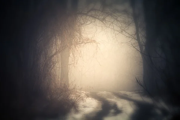 Brouillard dans la forêt — Photo