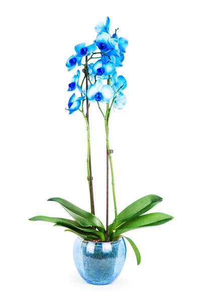 Орхідеї в вазон — стокове фото