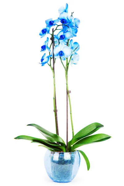 Орхідеї в вазон — стокове фото