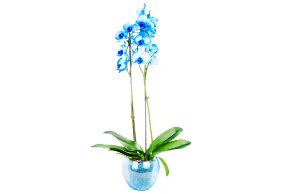 Orchid in flowerpot — Stock Photo, Image