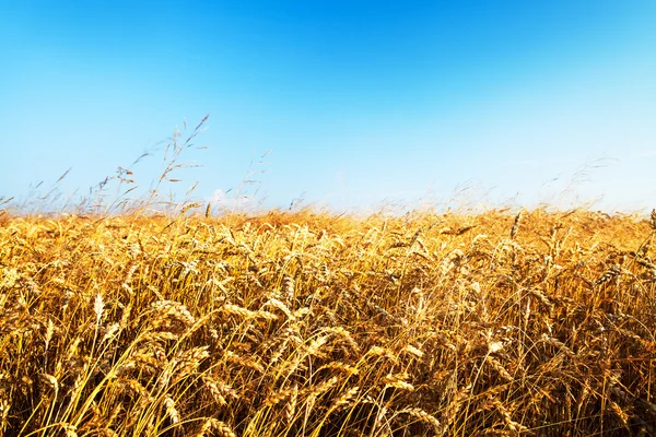 Campo di grano — Foto Stock