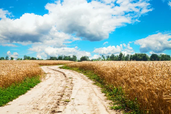 Cesta v pšeničné pole — Stock fotografie