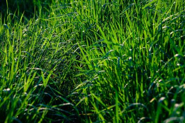 Yeşil Çimen Arkaplanı