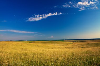 Mavi gökyüzünün altında yeşil alan