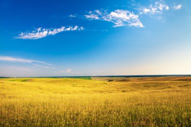 Mavi gökyüzünün altındaki yeşil çimenler