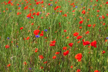 Kırmızı haşhaş tarlası