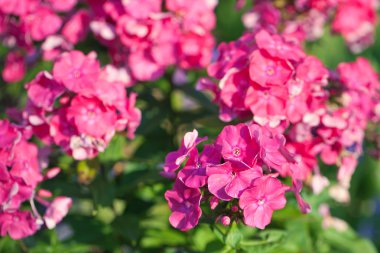 Bahar leylak çiçekleri