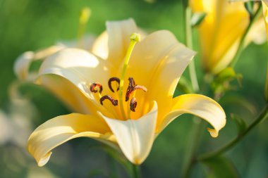 Sarı Lilyum çiçek