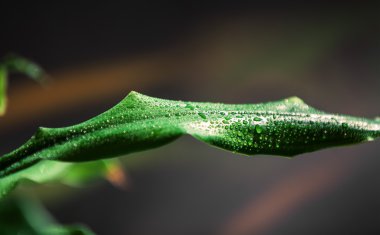 yaprak ve su damlaları