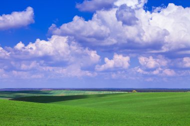 Mavi gökyüzünün altındaki yeşil çimenler