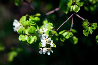 kiraz ağacının çiçekleri