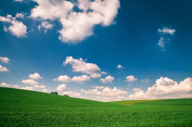 Mavi gökyüzünün altındaki yeşil çimenler