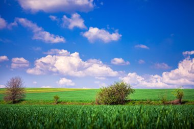 Mavi gökyüzünün altındaki yeşil çimenler